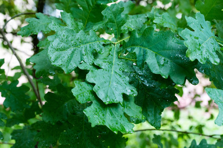 Drops of rain on oak leaves greenの写真素材