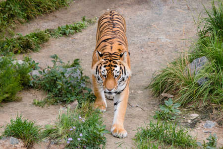 big tiger calmly walking on the trailの写真素材