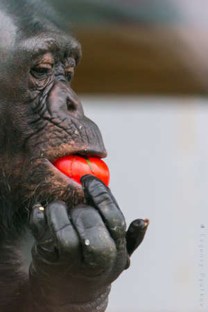 shempanze sezhie eating vegetables at the zooの写真素材