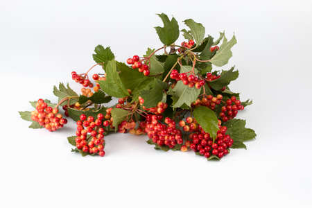 twig viburnum bush with the red fruitsの写真素材