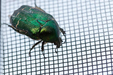 green beetle sits on the grid maskitnyeの写真素材