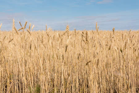 ears of wheat of the wheat field against a blue skyの写真素材