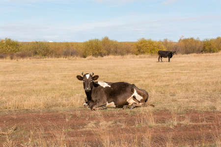 the cow is lying on mown field of grassの写真素材