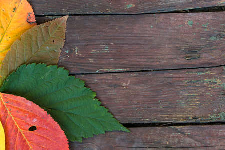 autumn leaves lie on a table made of planksの写真素材