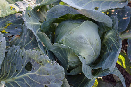ripe cabbage growing in the gardenの写真素材