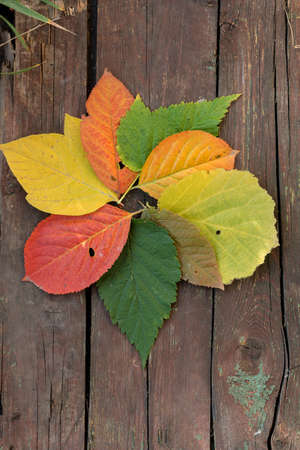 autumn leaves lie on a table made of planksの写真素材