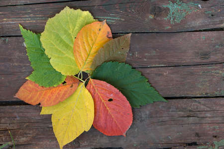 autumn leaves lie on a table made of planksの写真素材