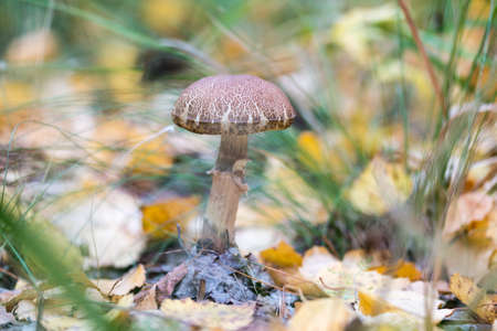 Boletus mushroom growing among the grass in autumnの写真素材