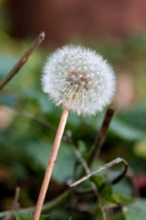 fluffy dandelion on a dark background is insulatedの写真素材