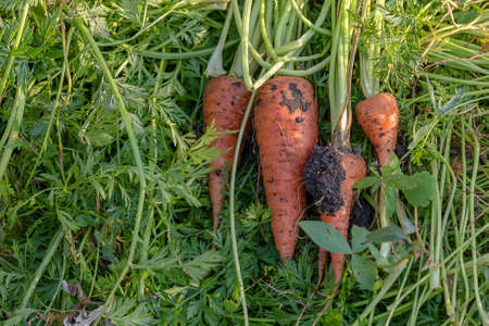 harvest, man cleans ripe carrot from the groundの写真素材