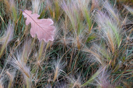 oak leaf lies on the grass Stipaの写真素材
