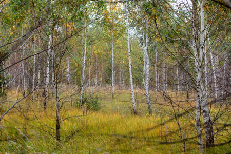 young birch forest in Russia in the summerの写真素材