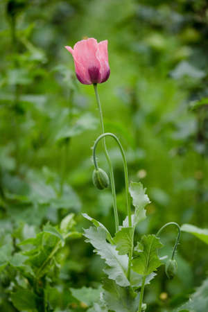 blossomed red poppy flower in the gardenの写真素材