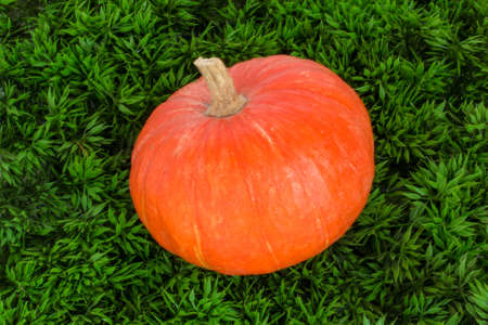 ripe pumpkin lies on a small green grassの写真素材