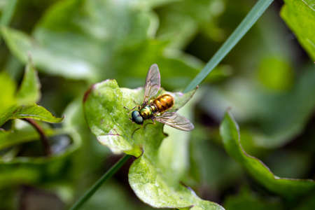 fly sits on the green grassの写真素材