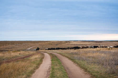 cowboy expels herd of cows through the fieldの写真素材