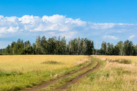 Field road in the direction of green forest against the blue summer skyの写真素材