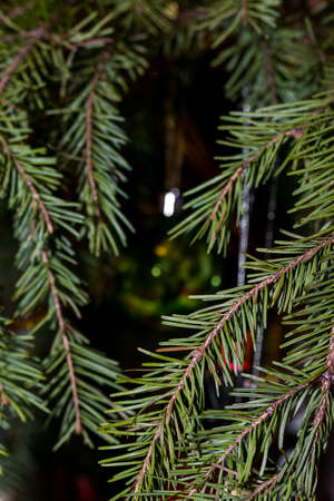 green branches of a Christmas treeの写真素材