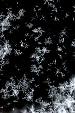 snowflake close-up, fall on a dark backgroundの写真素材