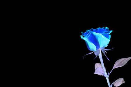 rose flower on the stem negative on black backgroundの写真素材