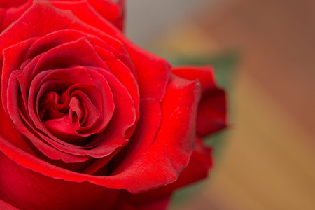 red rose closeup image of a beautiful background