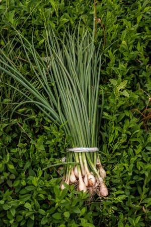 bound bunch green onions lying on green grassの写真素材