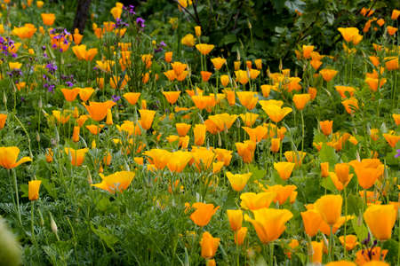 The best-known is the California Poppy (Eschscholzia californica), the state flower of Californiaの写真素材
