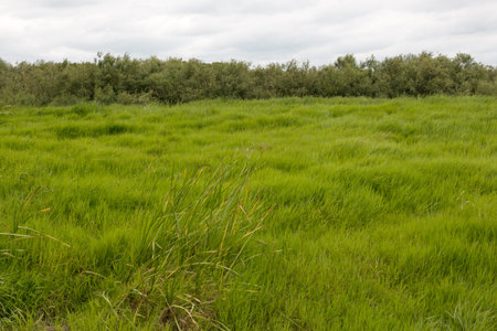 Green juicy grass on a meadow near the young forest