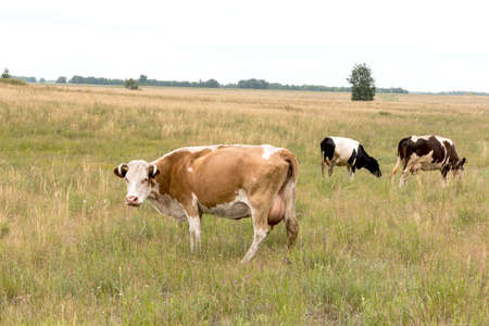 Cows grazing in a meadow near the birchの写真素材