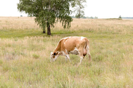 Cow grazing in a meadow near the birchの写真素材