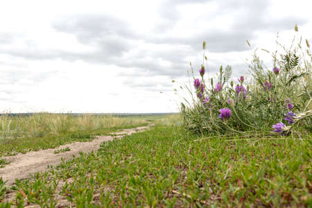 bush clover grows at the edge of a field roadの写真素材