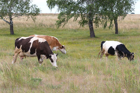 Three cows eating grass in a meadow near the birchの写真素材