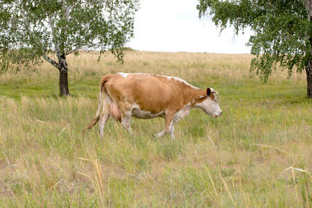 cow is in a grass in a meadow near the birchの写真素材