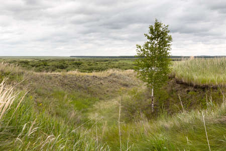 young birch grows in the ravine by the riverの写真素材