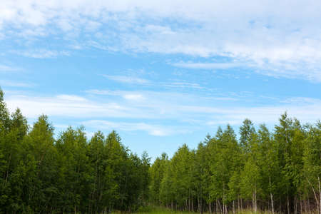young forest of birch trees under blue skyの写真素材