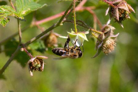 bee on a flower collecting pollen raspberry bush