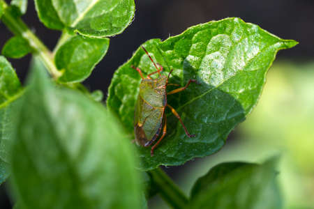 The green shield bug (Palomena prasina) is a shield bug of the family Pentatomidaeの写真素材
