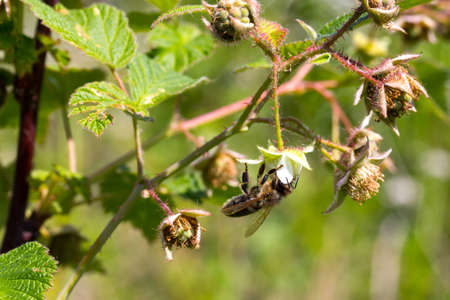 bee sits on a flower collecting pollenの写真素材