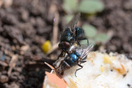 two blowflies on the ground eatingの写真素材