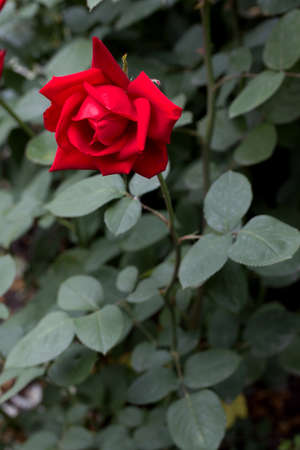 beautiful red rose blooming in a gardenの写真素材