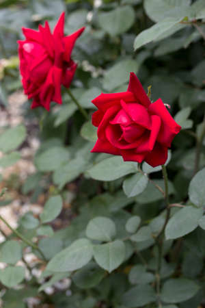 beautiful red rose blooming in a gardenの写真素材