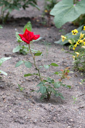 red rose growing on the ground in the gardenの写真素材