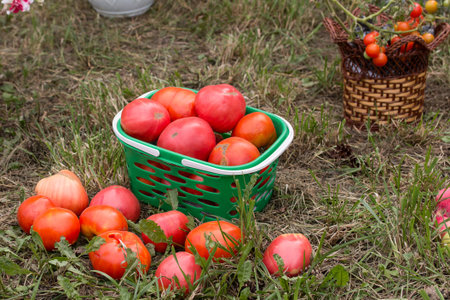 a fresh crop of tomatoes is grassの写真素材