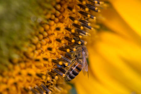 A bee collecting pollen on a flower sunflowerの写真素材