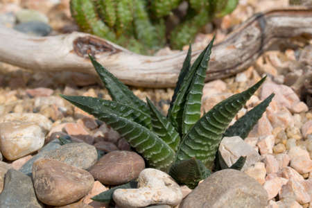 indoor plant cactus growing in the homeの写真素材