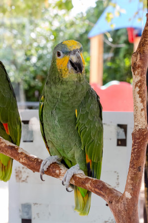 large green parrot sitting on tree branch