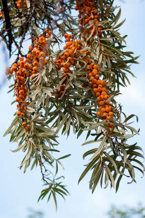 Sea buckthorn branch with ripe fruits close-upの写真素材