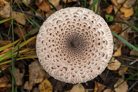 parasol mushroom (Macrolepiota procera or Lepiota procera) is a basidiomycete fungus with a large, prominent fruiting body resembling a parasolの写真素材
