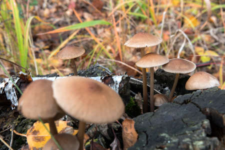 poisonous mushrooms grow on old stump in the woodsの写真素材