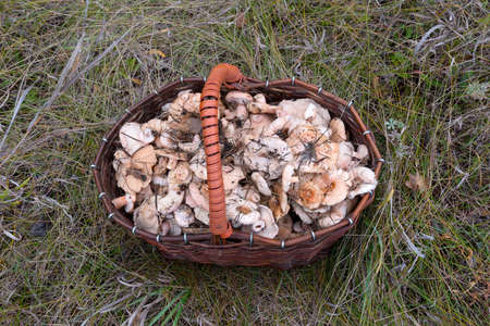 wicker basket with mushrooms standing on green grassの写真素材